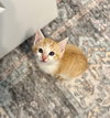 Figgy Pudding (Available for pre-adoption) - Photo 6