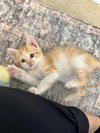 Figgy Pudding (Available for pre-adoption) - Photo 7