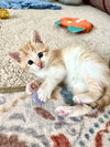 Figgy Pudding (Available for pre-adoption) - Photo 4