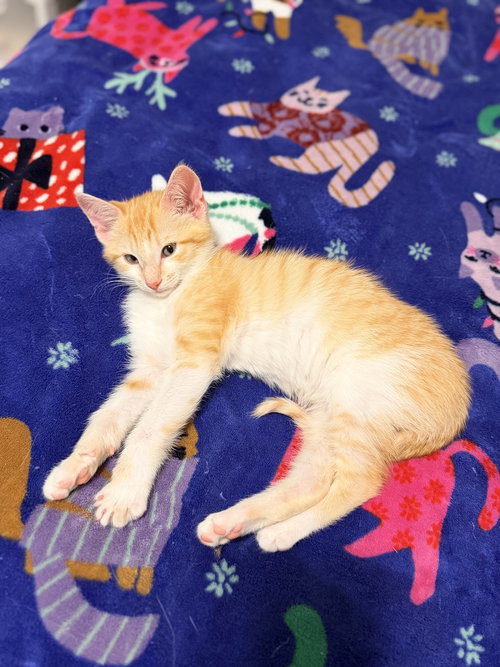 FIGGY PUDDING (AVAILABLE FOR PRE-ADOPTION) - Domestic Short Hair available for adoption