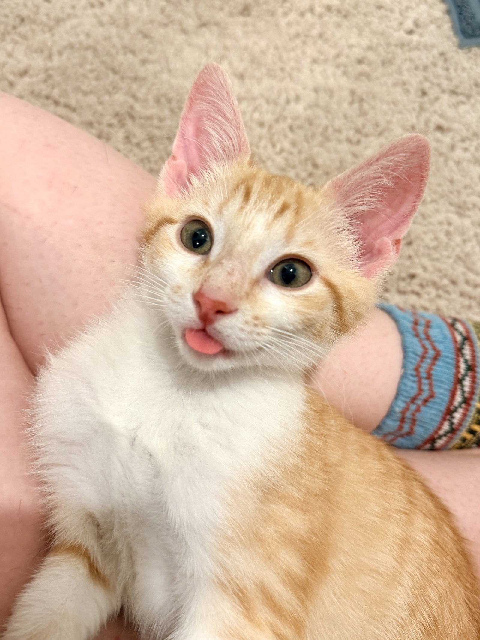 Figgy Pudding (Available for pre-adoption) Image