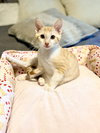 Figgy Pudding (Available for pre-adoption) - Photo 3