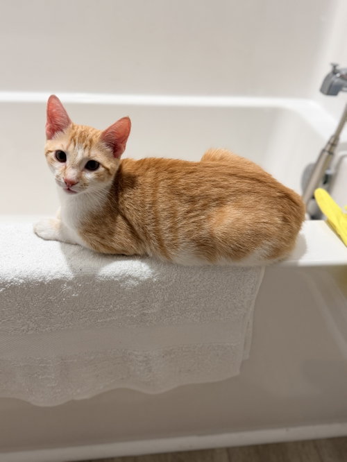 Figgy Pudding, an adoptable Domestic Short Hair in Camden, SC
