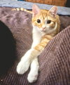 Hermie - Photo 2