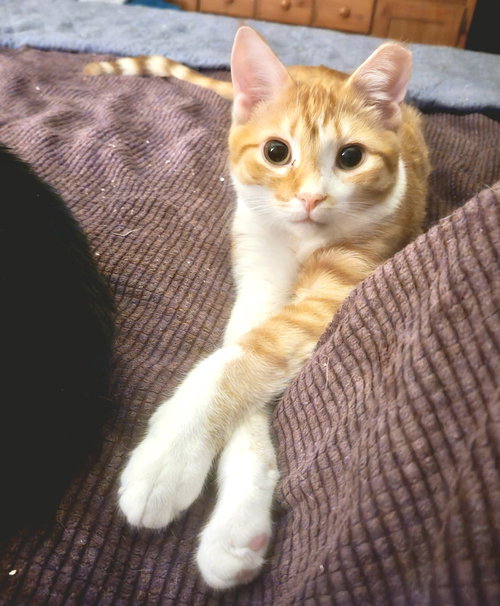 HERMIE - Domestic Short Hair available for adoption