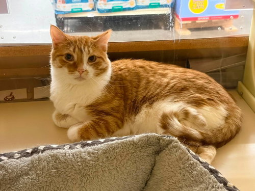 Hermie, Domestic Short Hair, cat for adoption in Rock Hill, South Carolina