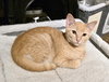 Butterbean - Photo 2