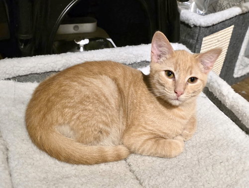 BUTTERBEAN - Domestic Short Hair available for adoption