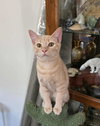 Butterbean - Photo 1