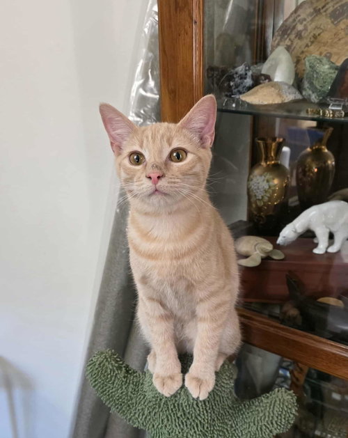 BUTTERBEAN - Domestic Short Hair available for adoption
