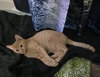 Chickpea - Photo 3