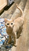 Chickpea - Photo 2