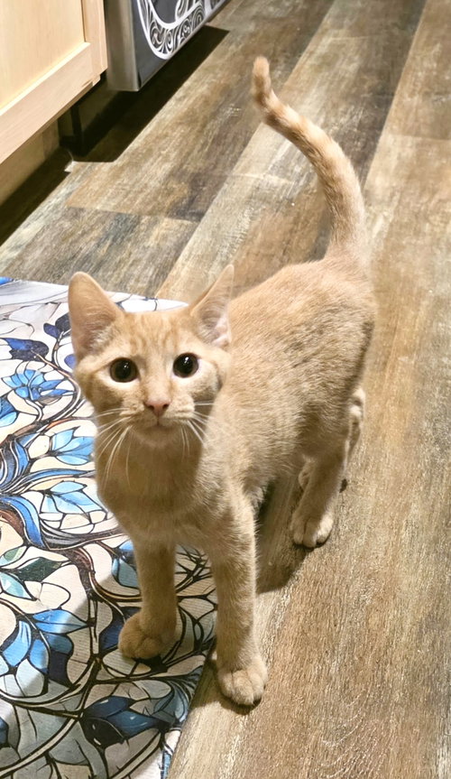 CHICKPEA - Domestic Short Hair available for adoption