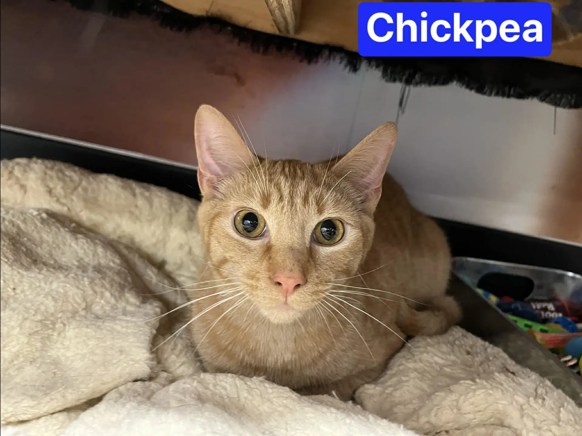 Chickpea image 3