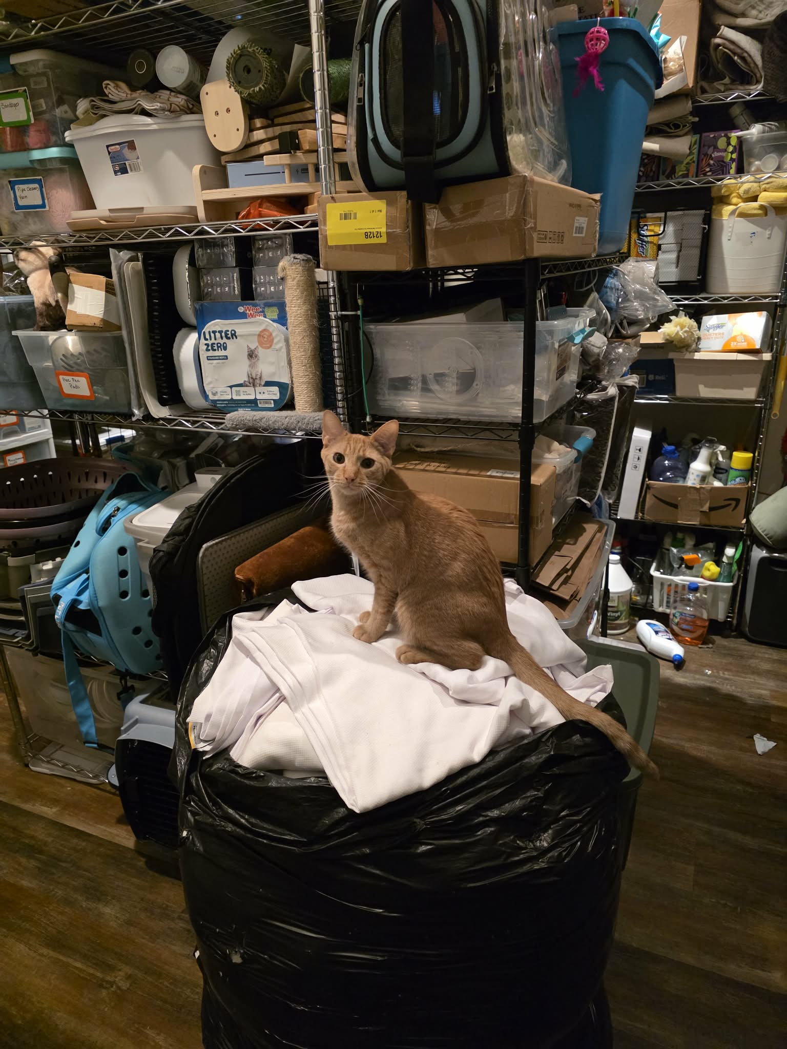 Chickpea, photo 7