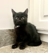 Pip - Photo 1