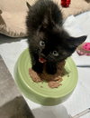 Pip - Photo 2