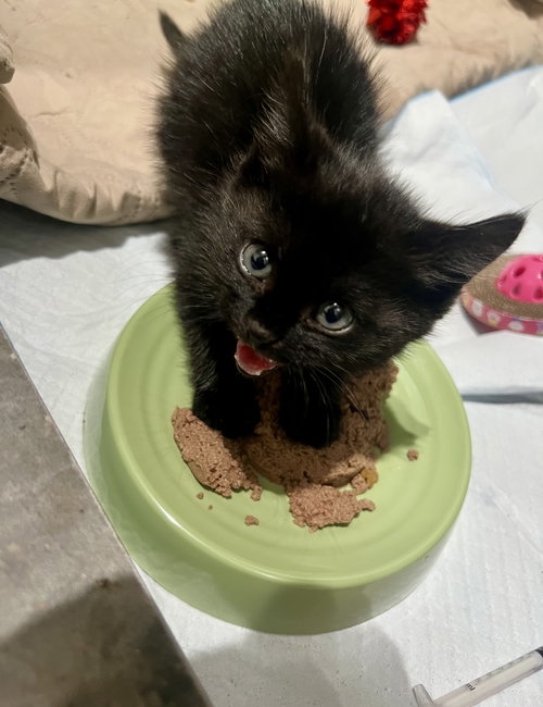 PIP - Domestic Short Hair available for adoption