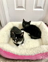 Pip - Photo 3