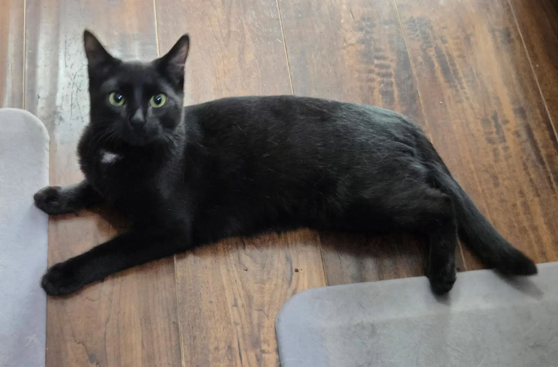 Pip - Domestic Short Hair