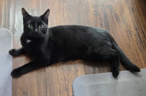 Pip, Domestic Short Hair, cat for adoption in Rock Hill, South Carolina