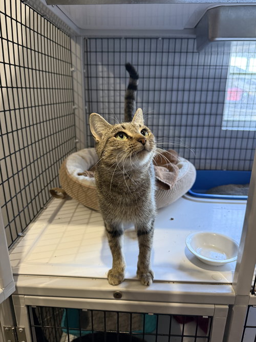 CHIMICHANGA - Domestic Short Hair available for adoption