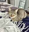 Chimichanga - Photo 1