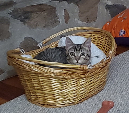 Maize, Domestic Short Hair, cat for adoption in Sumter, South Carolina