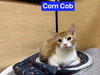 Corn Cob - Photo 1