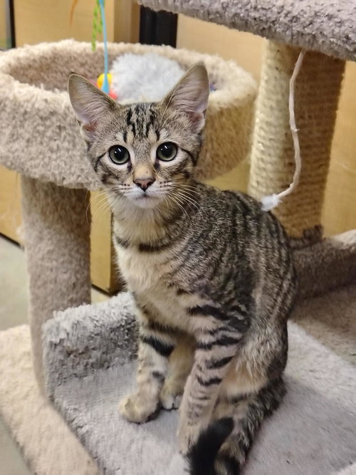 KERNEL - Domestic Short Hair available for adoption