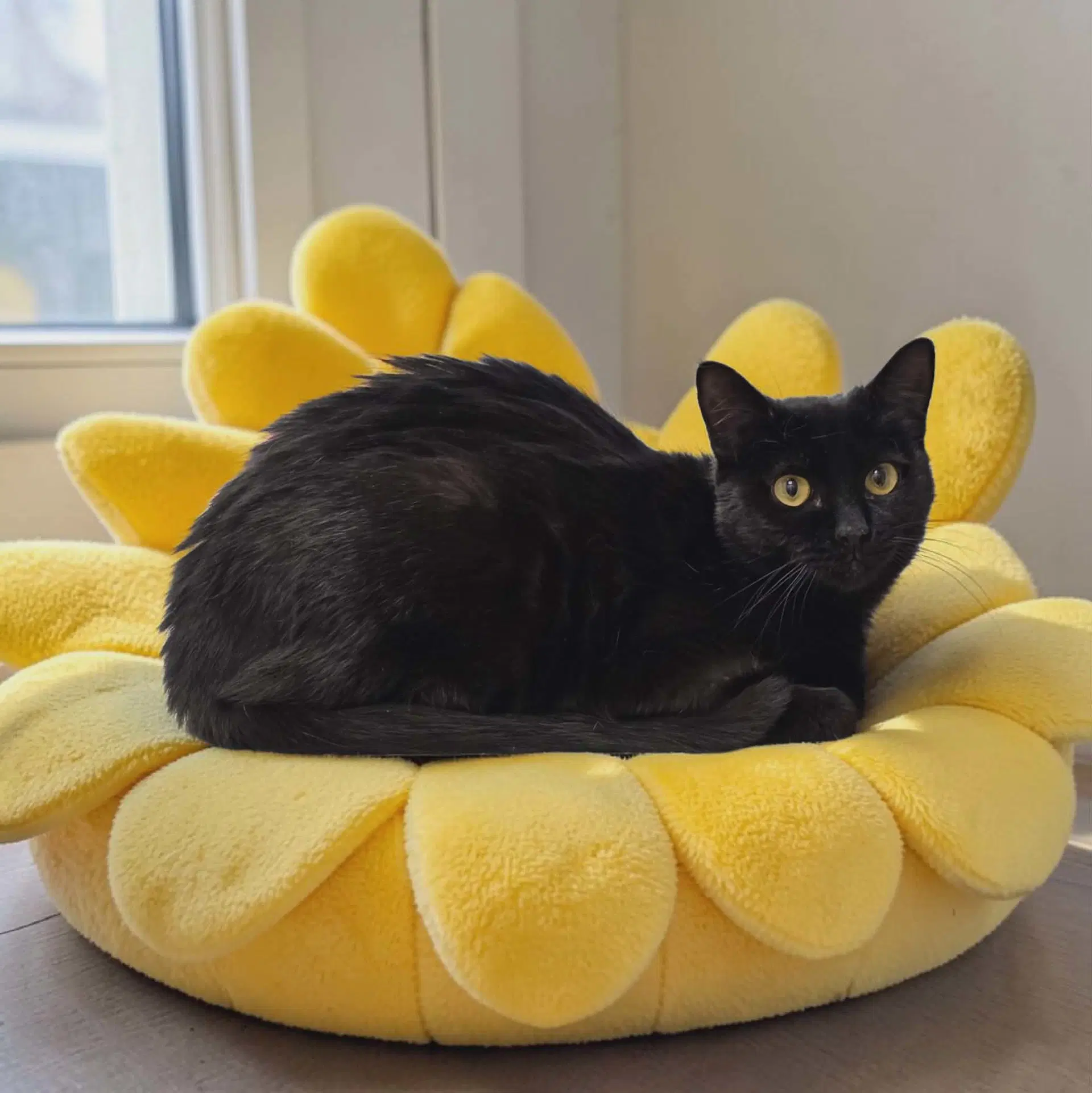 Bing Bong - Domestic Short Hair