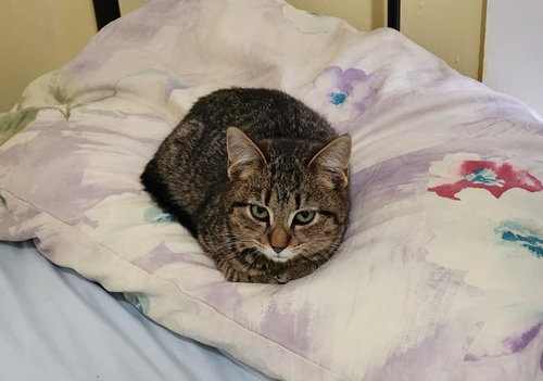 WIGGLE 'N JIGGLE - Domestic Short Hair available for adoption
