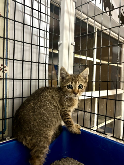 SNOUT 'N ABOUT - Domestic Short Hair available for adoption