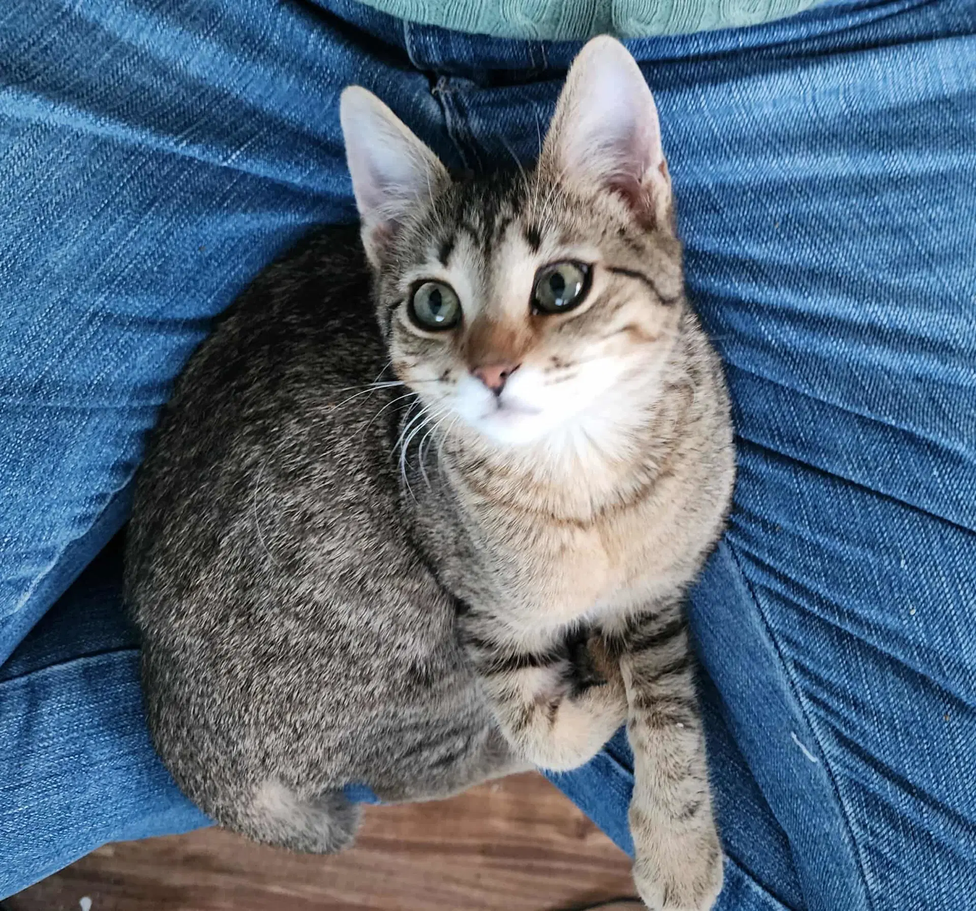 Snout 'n About Bonded With Wiggle N Jiggle - Domestic Short Hair