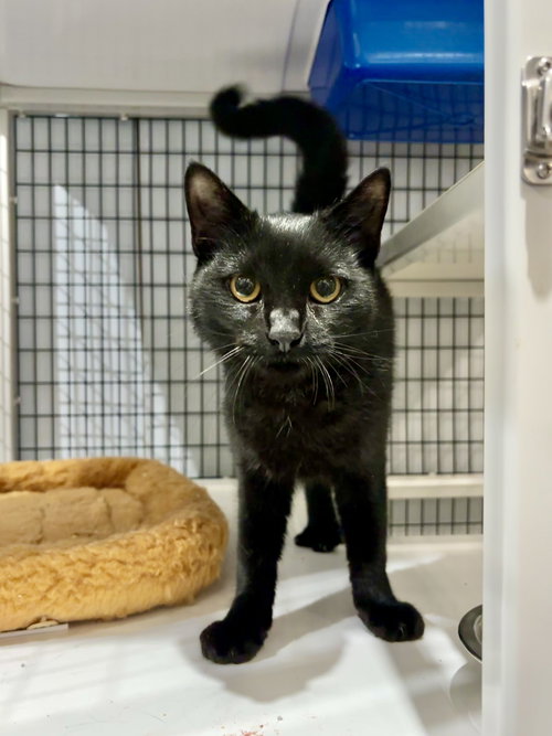ABSCESSIVE - Domestic Short Hair available for adoption