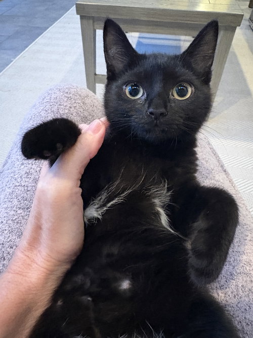 AVALANCHE - Domestic Short Hair available for adoption