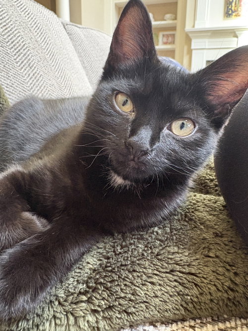 AVALANCHE - Domestic Short Hair available for adoption