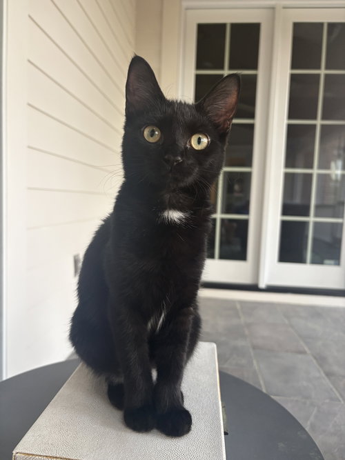 AVALANCHE - Domestic Short Hair available for adoption