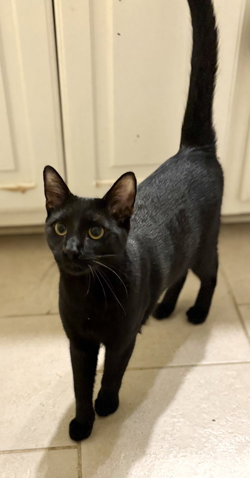 MIDNIGHT - Domestic Short Hair available for adoption