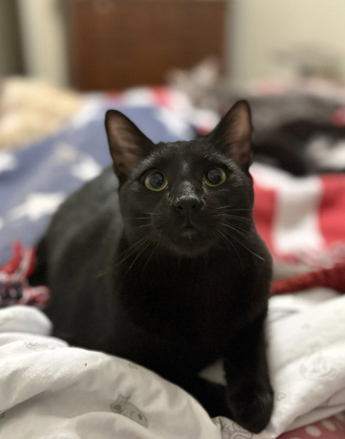 MIDNIGHT - Domestic Short Hair available for adoption