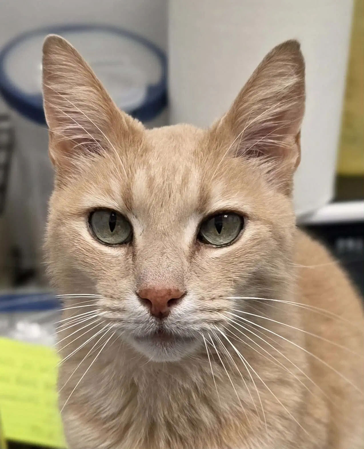 Richie Rich - Domestic Short Hair