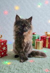 Fur-Nanda - Photo 4