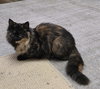 Fur-Nanda - Photo 5