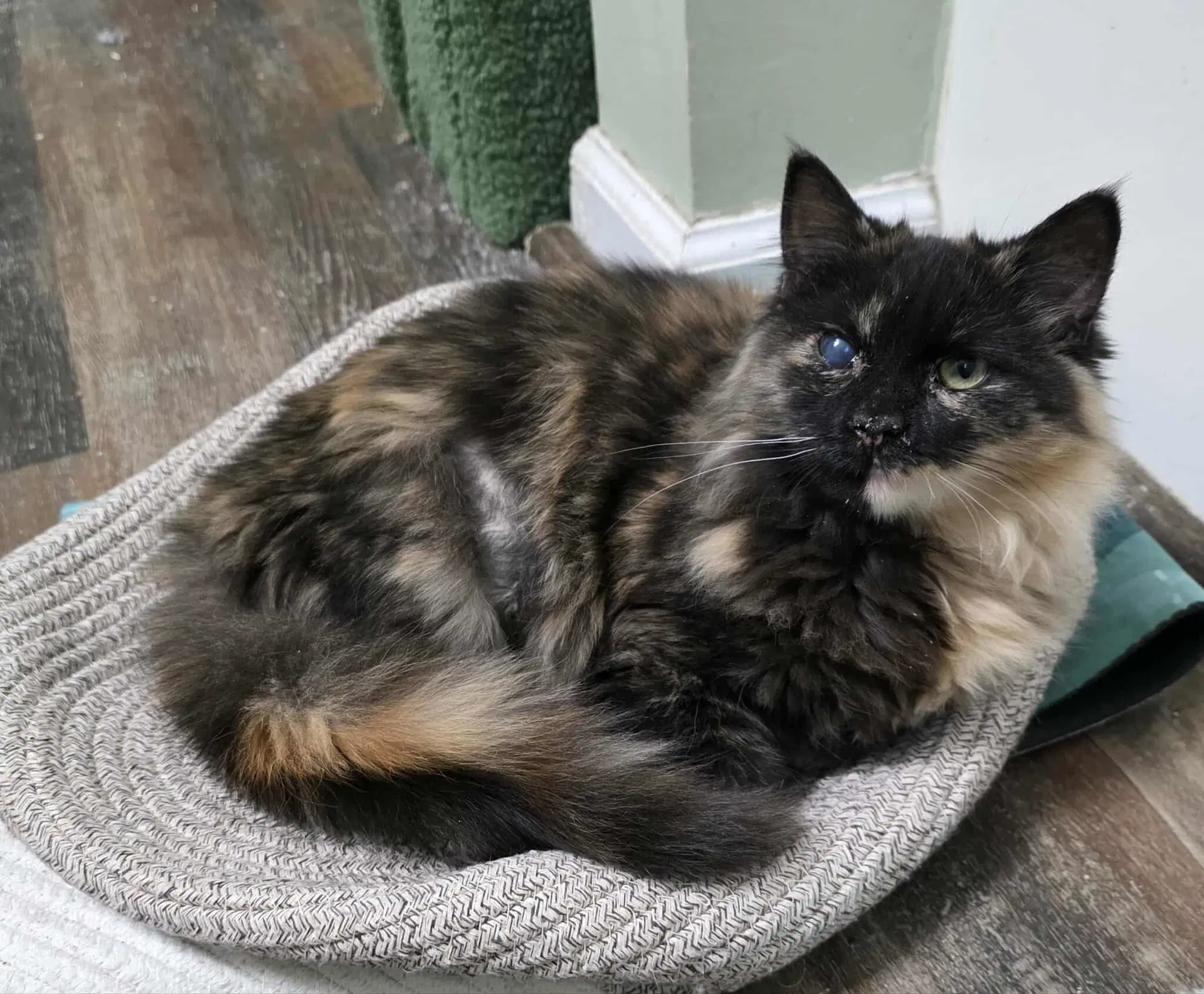 Fur-Nanda image 4