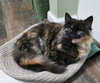 Fur-Nanda - Photo 3