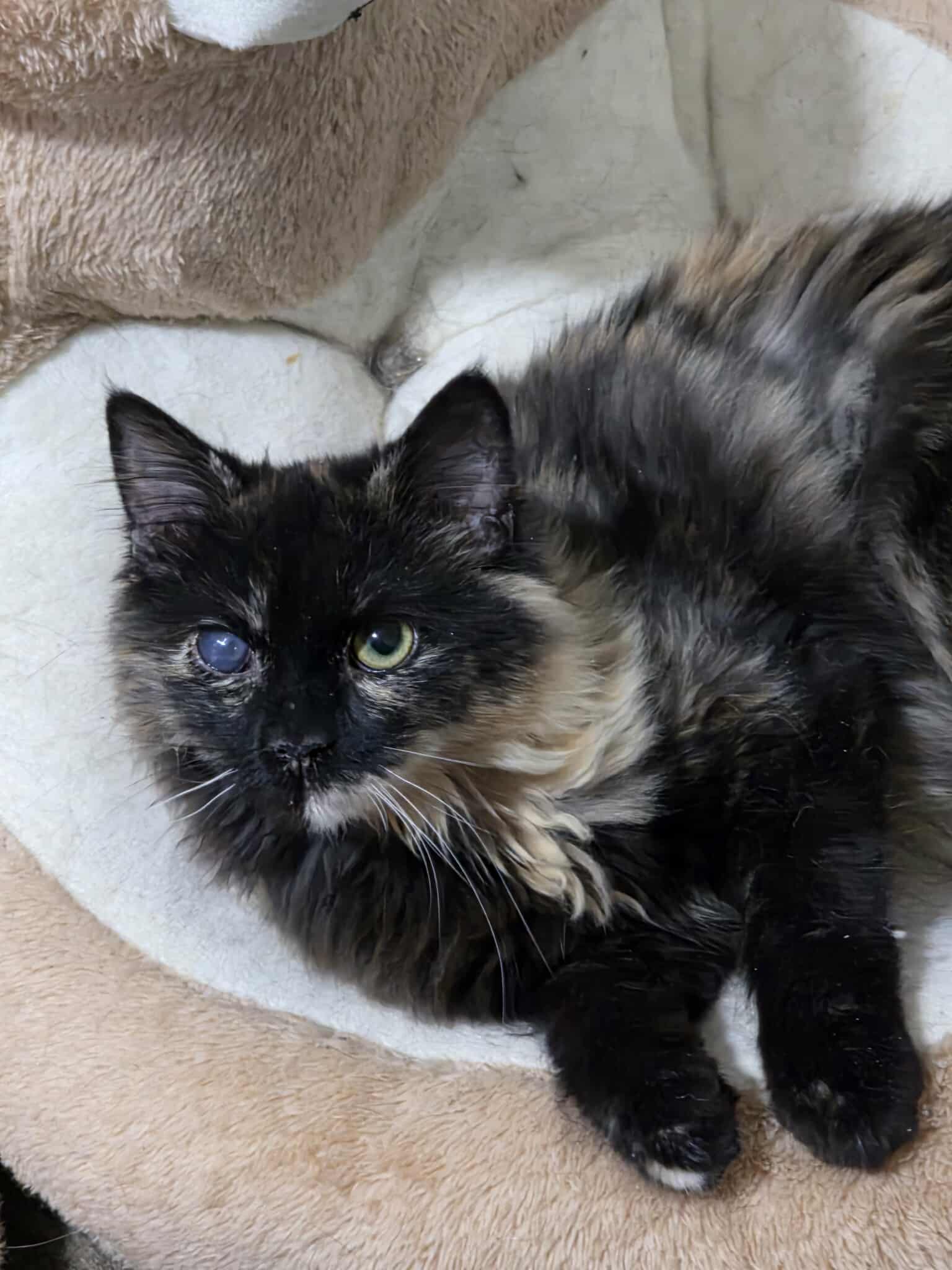 Fur-Nanda Image