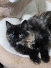 Fur-Nanda - Photo 1