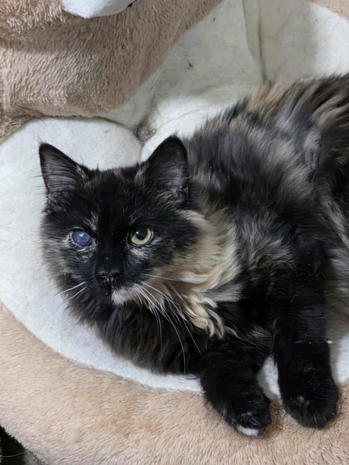 FUR-NANDA - Domestic Long Hair available for adoption