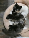 Fur-Nanda - Photo 2