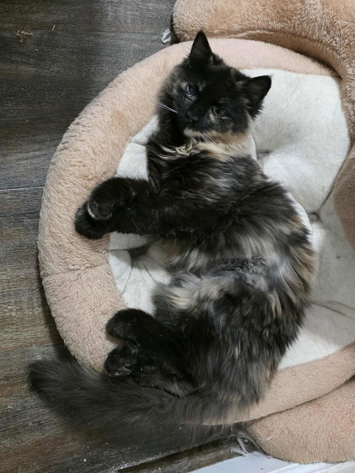 FUR-NANDA - Domestic Long Hair available for adoption